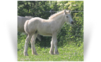 ~Northern Lights Victoria's Secret~'21 Silver Dunskin Tobiano Filly by Gondi - FL
